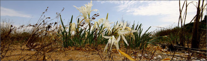 Sea lily - Oriented Reserve Mouth of the Belice River