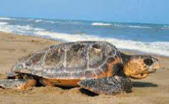 The Sea Turtle Caretta Caretta - Oriented Reserve Mouth of the Belice River