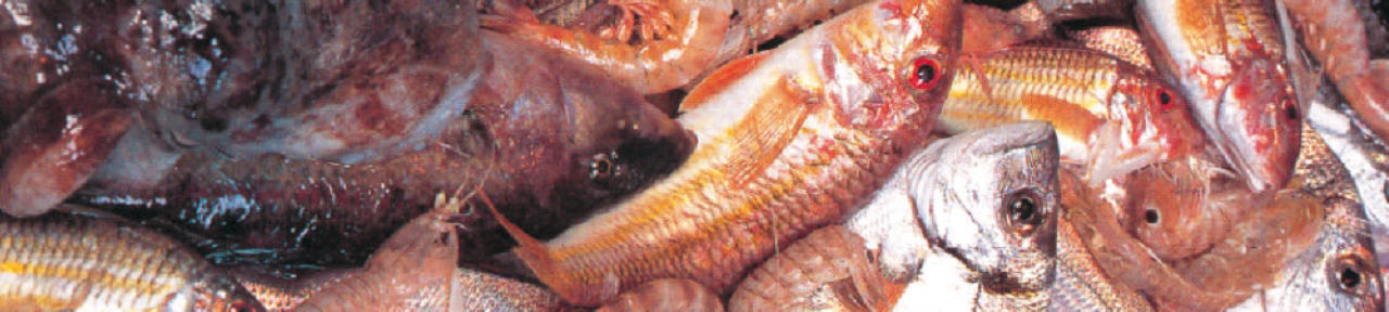 Fish caught in Selinunte