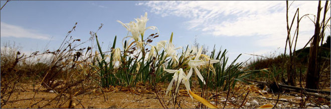 Selinunte - Dune Riserva Orientata Foce del Fiume Belice