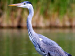 Selinunte - Fauna Riserva Orientata Foce del Fiume Belice