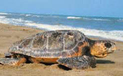 Selinunte - Caretta Caretta - Riserva Orientata Foce del Fiume Belice